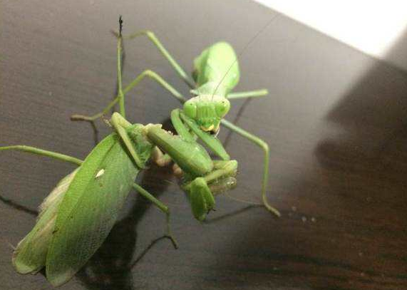 世界上最大最凶的螳螂