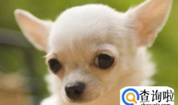 吉娃娃吃苹果的好处,如何喂吉娃娃吃苹果