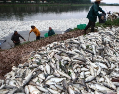 小暑农事活动有哪些