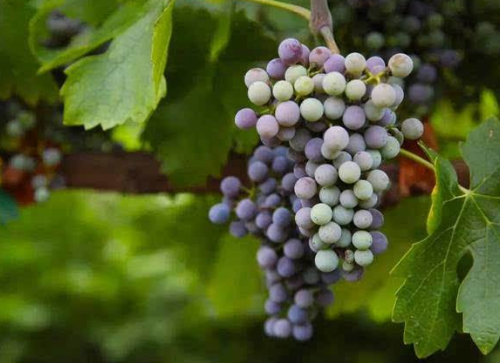 酿酒葡萄可以食用吗