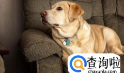 去除家里狗味的妙招，84去除家里狗味的妙招