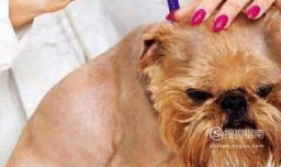 怎么给狗做体内驱虫