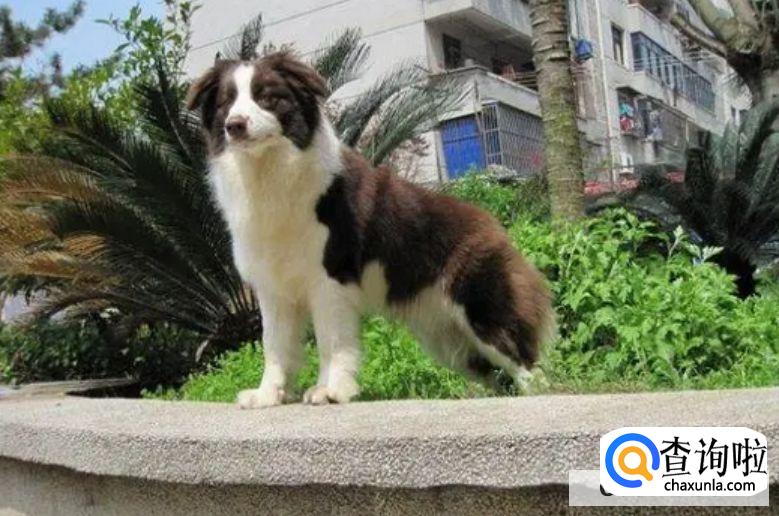 牧羊犬一般喜欢吃什么食物