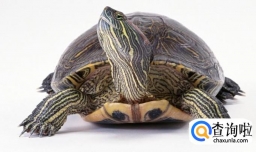 乌龟吃什么长得快