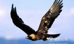 鸟类大全图片及名称