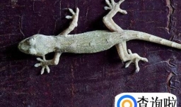 害怕壁虎之类的爬行动物怎么办