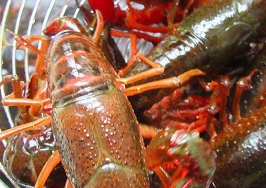 龙虾怎么洗