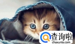 猫拉稀怎么办？有什么办法可以治吗?