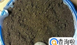 黑松盆景的养护方法