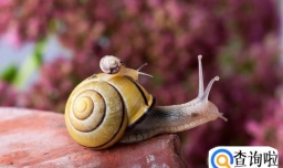 所有的动物都需要刷牙吗？为什么？