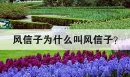 风信子为什么叫风信子