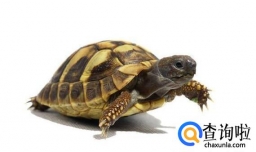 怎么预防乌龟眼睛长白膜，乌龟眼睛有白膜要注意什么