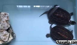 乌龟咬手指怎么办