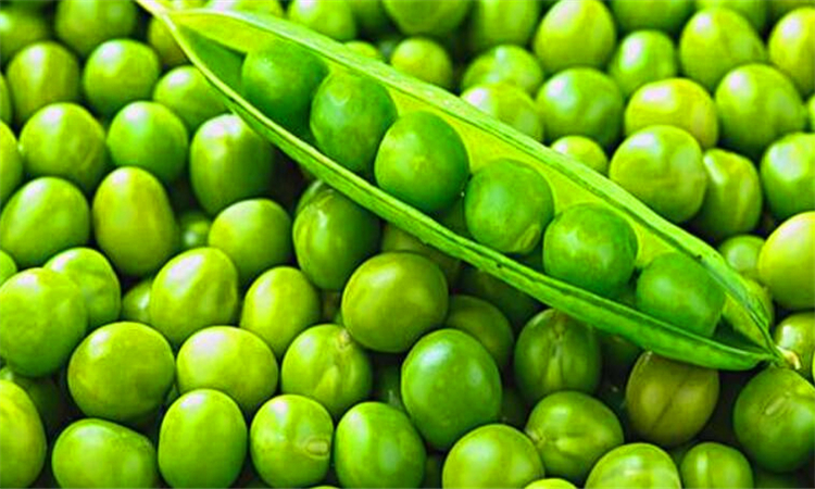 不吃肉用什么代替营养