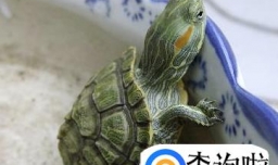 巴西龟冬眠要放水吗？