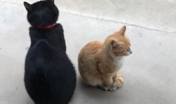 能不能收养野猫