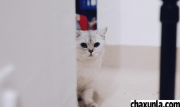 猫总是炸毛怎么回事