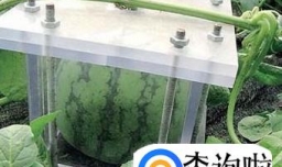 方形西瓜怎么种