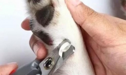 怎样正确给狗狗剪指甲？