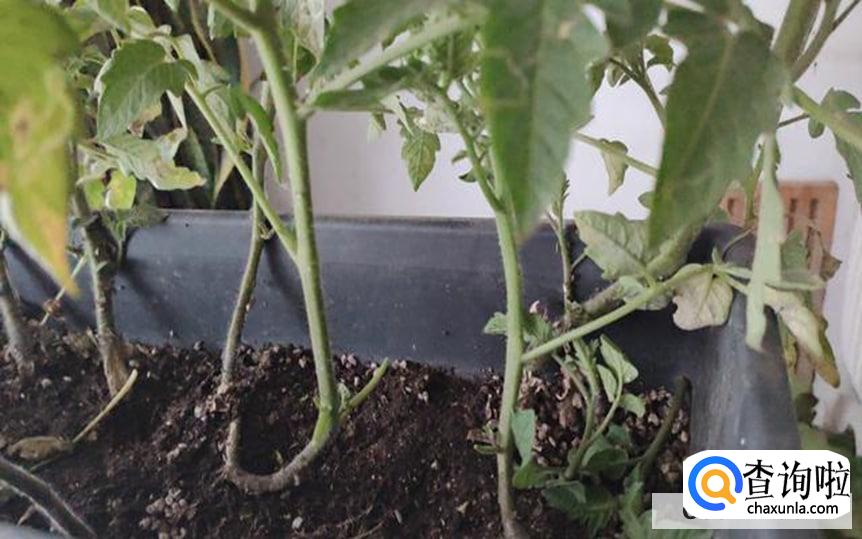 西红柿结果期间要怎样浇水好呢