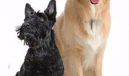 如何判断猫狗是否有狂犬病