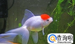 如何治疗观赏鱼身上的白点病