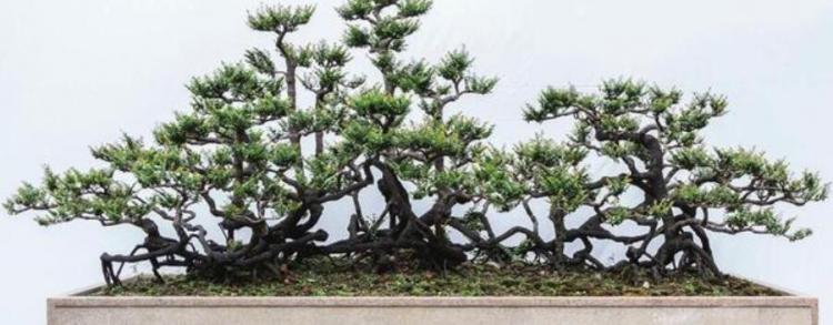 黑骨茶的特点有哪些