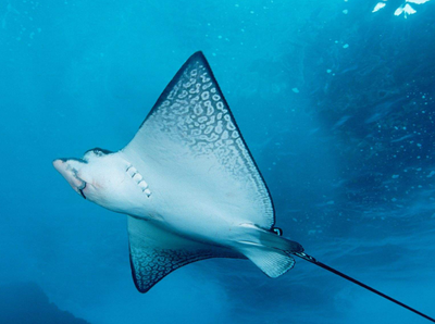 过年的时候吃鱼寓意是什么