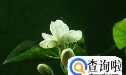 茉莉的养殖方法和注意事项