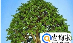 发财树和摇钱树有什么区别