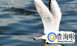 海鸥吃哪些食物