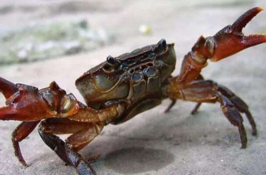 螃蟹吃什么