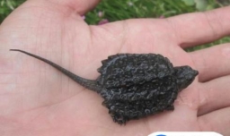 北美小鳄龟的饲养