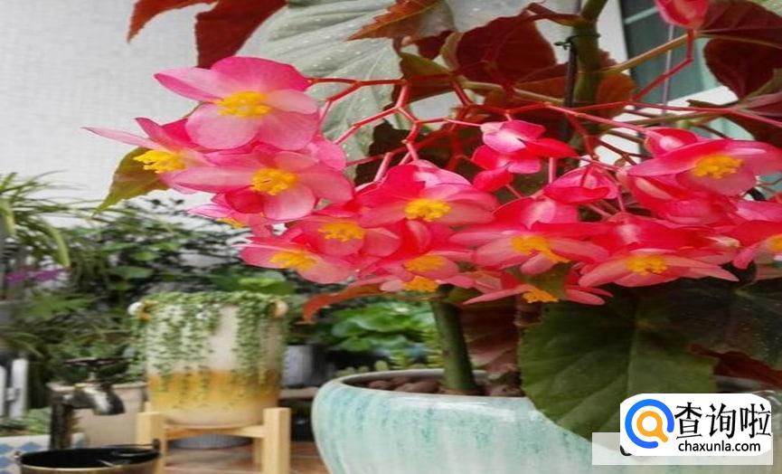 斑叶竹节秋海棠怎么扦插最好