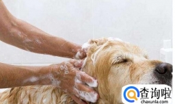 狗狗真菌怎么办