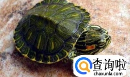 家庭养巴西龟的注意事项