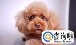 家中饲养的小泰迪不爱吃狗粮怎么办？