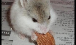 三线仓鼠如何自己动手做磨牙板？