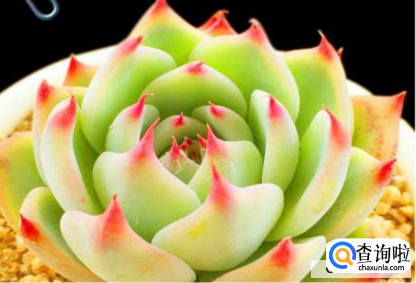 多肉植物怎么养护？