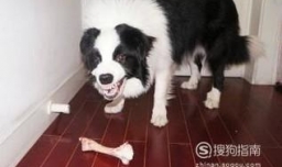 狗狗眼睛变白色了是怎么回事