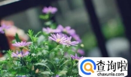 姬小菊如何爆盆