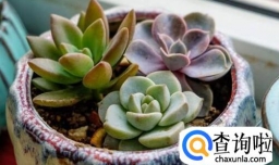 多肉叶子干瘪怎么办？