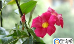 飘香藤如何栽培