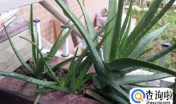 如何让芦荟安全过冬 芦荟冬季养护要点