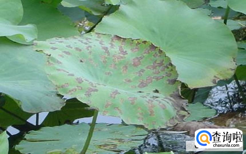 荷花叶子边缘干枯卷叶怎么处理