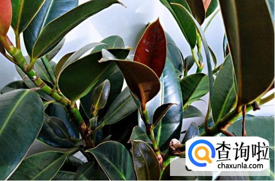 象皮树怎么养旺盛