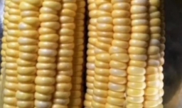 奶香玉米汁的制作方法