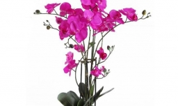 蝴蝶兰开花后怎么处理