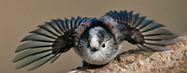 银喉长尾山雀怎么养