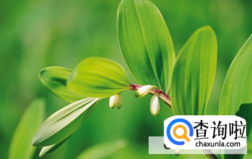 玉竹有哪些功效和作用